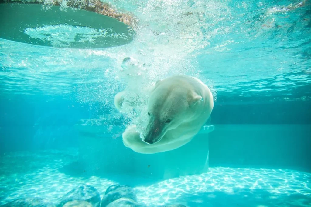 Polar bear swimming underwater at the Lincoln Park Zoo in Chicago.