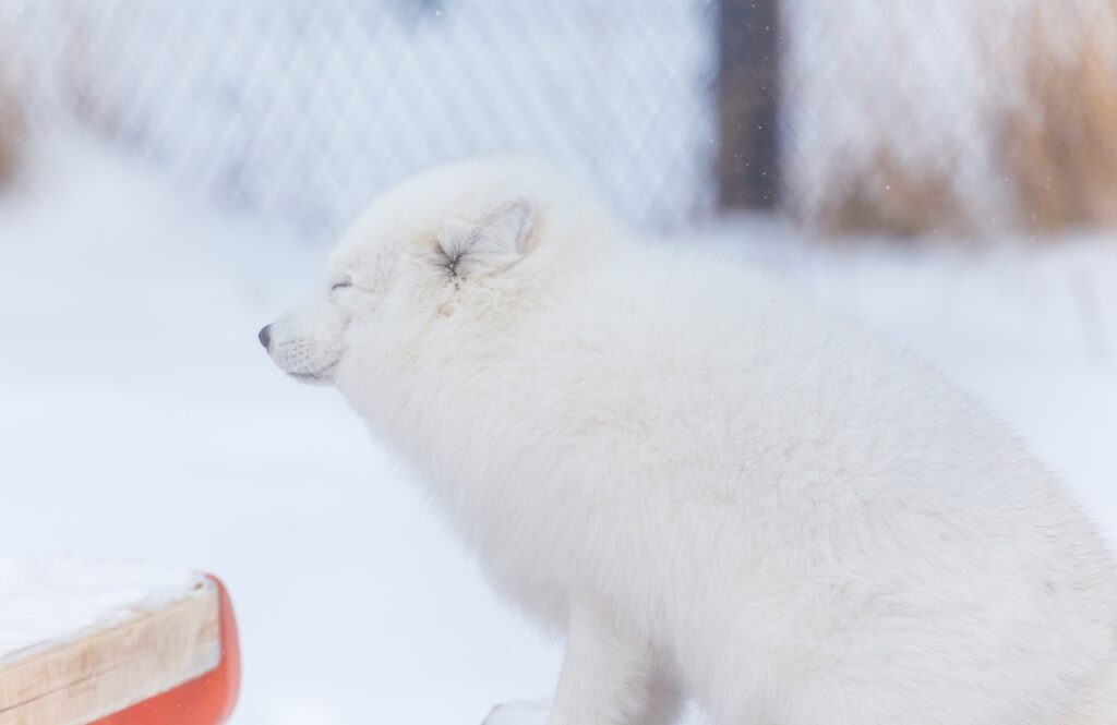 Spot an arctic fox frolicking in the snow at Como Park Zoo. 
